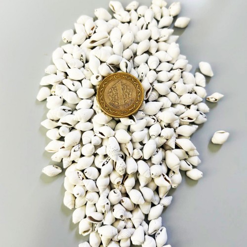 Nassa Shell Yerli Boyanmiş Kiloluk Deniz Kabuğu - 500grm