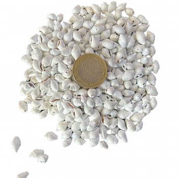 Nassa Shell Yerli Boyanmiş Kiloluk Deniz Kabuğu - 1 KG