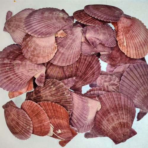 Pecten Novalis Mor Kiloluk Deniz Kabuğu - 1 KG