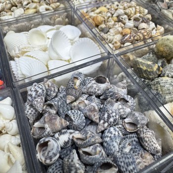 12 Farklı Minik Dekoratif Doğal Deniz Kabuğu Seti 12 Farklı Minik Dekoratif Doğal Deniz Kabuğu Seti