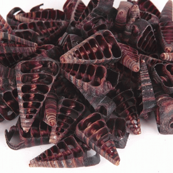 Kesik Telescopi̇um Kiloluk Deniz Kabuğu - 1 KG Kesik Telescopi̇um Kiloluk Deniz Kabuğu - 1 KG