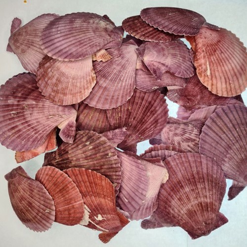 Argopecten Small Kiloluk Deniz Kabuğu - 1 KG