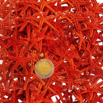 Naturel Deniz Yıldızı Minik Boy 0.5 Cm -1.5 Cm - 100 Adet Kırmızı Naturel Deniz Yıldızı Minik Boy 0.5 Cm -1.5 Cm - 100 Adet Kırmızı