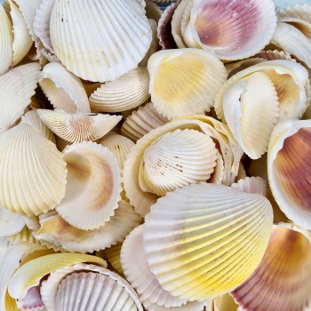 Fragum Kiloluk Deniz Kabuğu - 1 KG Fragum Kiloluk Deniz Kabuğu - 1 KG