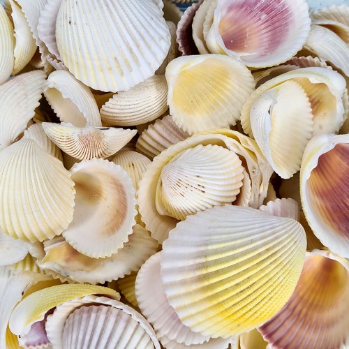 Fragum Kiloluk Deniz Kabuğu - 1 KG
