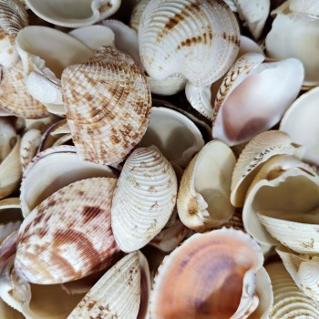 Chione Cancellata Kiloluk Deniz Kabuğu - 1 KG
