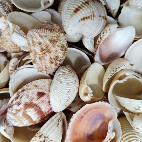 Chione Cancellata Kiloluk Deniz Kabuğu - 1 KG