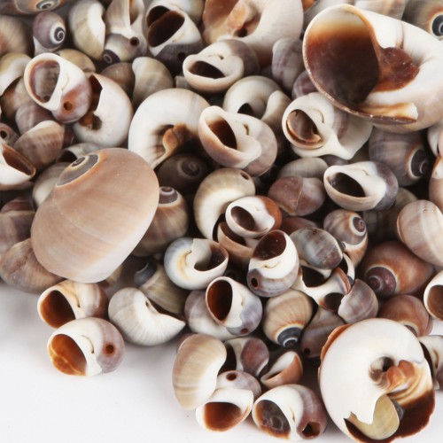 Moonshell Brown Kiloluk Deniz Kabuğu - 1 KG
