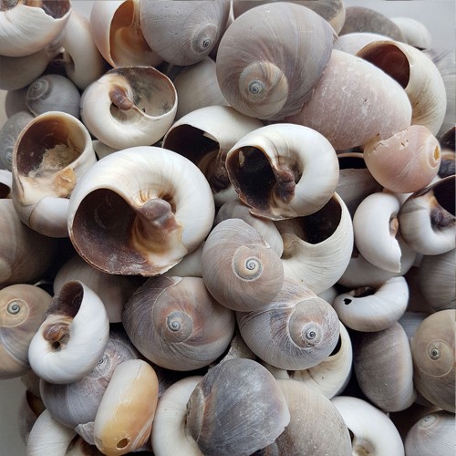 Moonshell Brown Kiloluk Deniz Kabuğu - 1 KG