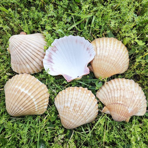 Pecten Pair Of Flatt Yellow Kiloluk Deniz Kabuğu  - 1 KG