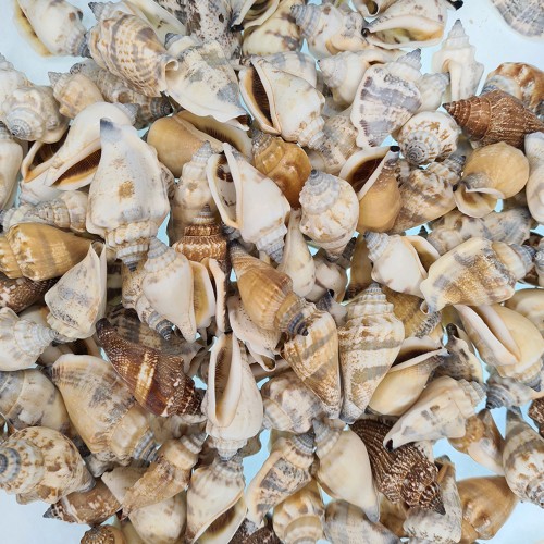 Urceus Kiloluk Deniz Kabuğu - 1 KG