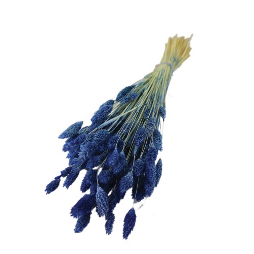 Kuru Çiçek Kuş Otu Şoklanmış Kurutulmuş 40 CM   Mavi