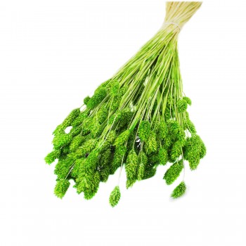 Kuru Çiçek Kuş Otu Şoklanmış Kurutulmuş 40 CM   Yeşil