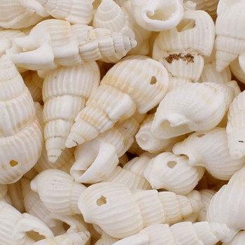 Nassa Shell Kavrulmuş Beyaz Delikli Deniz Kabuğu - 1 KG Nassa Shell Kavrulmuş Beyaz Delikli Deniz Kabuğu - 1 KG