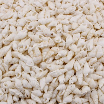 Nassa Shell Kavrulmuş Beyaz Delikli Deniz Kabuğu  - 1 KG