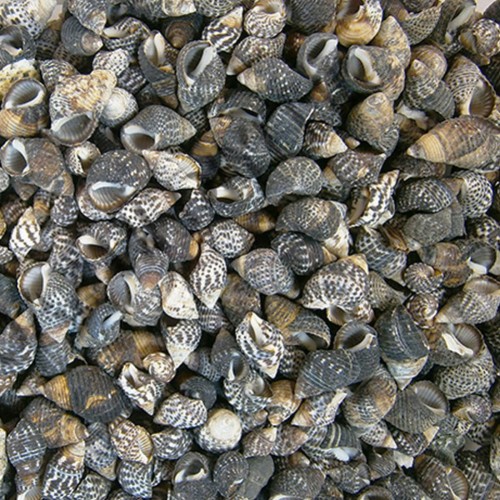 Nassarius Gaudiosus Kiloluk Deniz Kabuğu - 250 GR Nassarius Gaudiosus Kiloluk Deniz Kabuğu - 250 GR