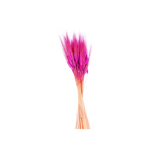 Kuru Çiçek Doğal Başak Buğday Başağı  45 CM - 1 Demet  Fuşya