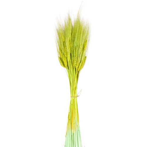 Kuru Çiçek Doğal Başak Buğday Başağı  45 CM - 1 Demet  Sarı