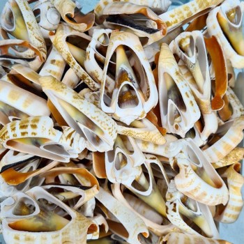 Luahnus Kesik Deniz Kiloluk Deniz Kabuğu - 1 KG Luahnus Kesik Deniz Kiloluk Deniz Kabuğu - 1 KG