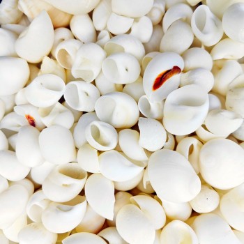 Moonshell Kiloluk Deniz Kabuğu - 1 KG Moonshell Kiloluk Deniz Kabuğu - 1 KG