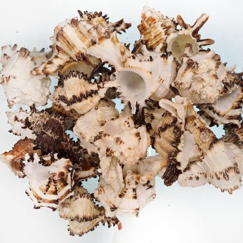 Murex İndivia Kiloluk Deniz Kabuğu - 1 KG Murex İndivia Kiloluk Deniz Kabuğu - 1 KG