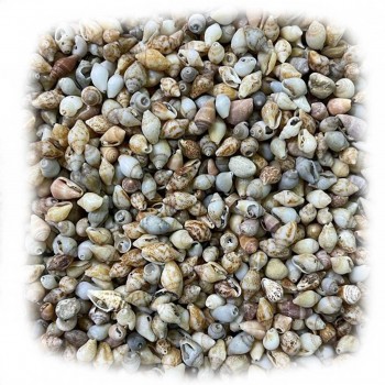 Nassa Shell Kiloluk Deniz Kabuğu - 1 KG Yerli