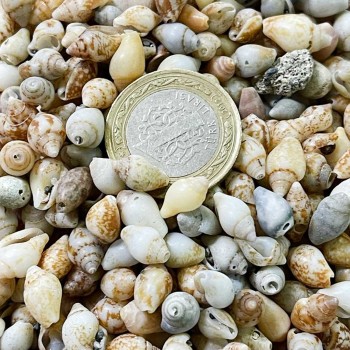 Nassa Shell Kiloluk Deniz Kabuğu - 1 KG Yerli Nassa Shell Kiloluk Deniz Kabuğu - 1 KG Yerli