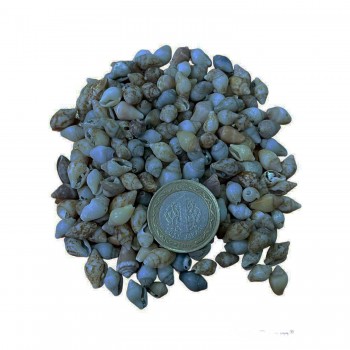 Nassa Shell Kiloluk Deniz Kabuğu 500 GR Yerli Nassa Shell Kiloluk Deniz Kabuğu 500 GR Yerli