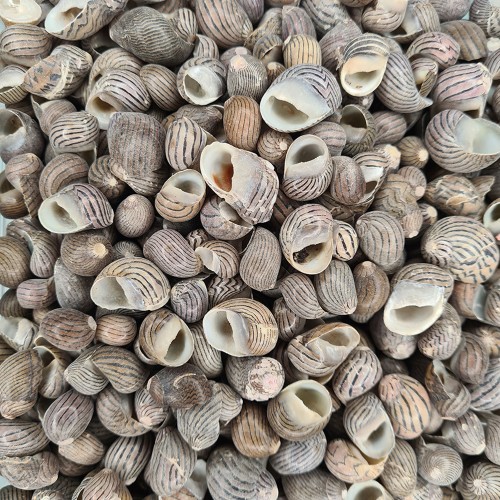 Nerita Communis Kiloluk Deniz Kabuğu - 1 KG