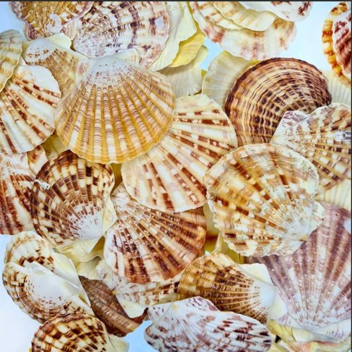 Pecten Mascarensis Kiloluk Deniz Kabuğu - 1 Kg