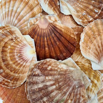 Pecten Maximus Kiloluk Deniz Kabuğu - 1 KG Pecten Maximus Kiloluk Deniz Kabuğu - 1 KG
