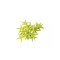 Polyester Deniz Yıldızı Minik Boy  0.5 CM- 1.5 CM - 100 Adet  Sarı