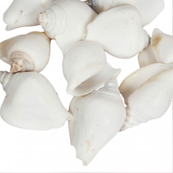 Strombus Canarium Beyaz Kiloluk Deniz Kabuğu - 1 KG