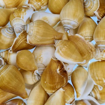 Strombus Canarium Kiloluk Deniz Kabuğu - 1 KG