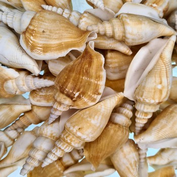 Strombus Vittatus Kiloluk Deniz Kabuğu - 1 KG