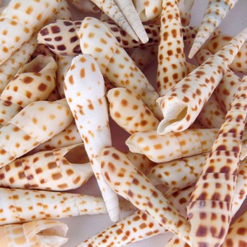 Terebra Areolata Kg Lık  Gerçek Deniz Kabuğu  1 KG