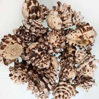 Vassam Kiloluk Deniz Kabuğu - 1 KG Vassam Kiloluk Deniz Kabuğu - 1 KG