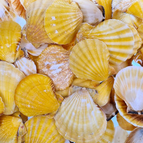 Vixillium Orange Kiloluk Deniz Kabuğu - 1 KG