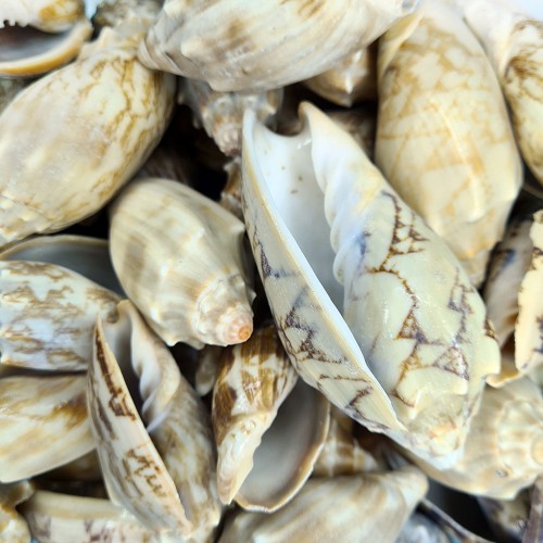 Voluta Vespertillo Kiloluk Deniz Kabuğu - 1 KG