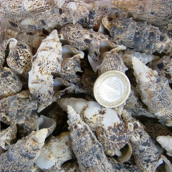 Cerıthıum Vulgatum Kiloluk Deniz Kabuğu - 1 KG Cerıthıum Vulgatum Kiloluk Deniz Kabuğu - 1 KG