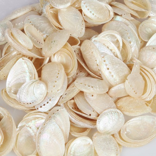 Abalone Pearlized Kiloluk Deniz Kabuğu - 1 KG Abalone Pearlized Kiloluk Deniz Kabuğu - 1 KG