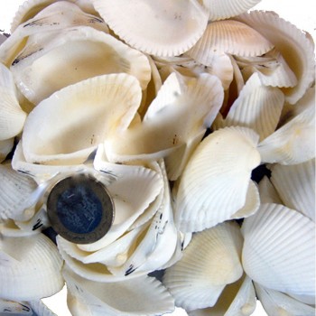 Arca Arca / Yerli Kiloluk Deniz Kabuğu - 1 KG ORTA Boy Arca Arca / Yerli Kiloluk Deniz Kabuğu - 1 KG ORTA Boy