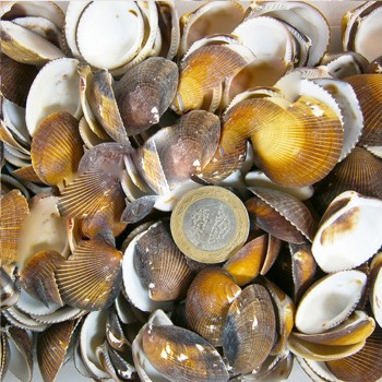 Brown Cochles - 1 KG Brown Cochles - 1 KG