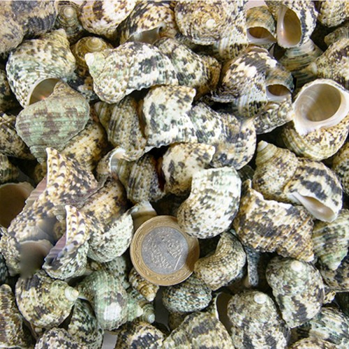 Bruneus Kiloluk Deniz Kabuğu - 1 KG
