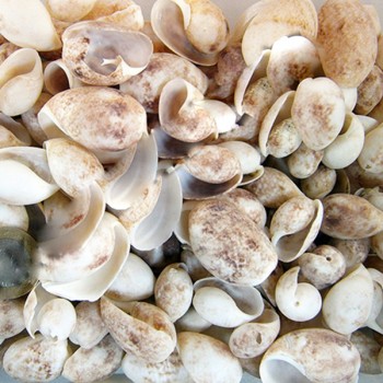 Bulla Ampula Kiloluk Deniz Kabuğu - 1 KG Bulla Ampula Kiloluk Deniz Kabuğu - 1 KG