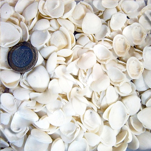 Cay Cay Kiloluk Deniz Kabuğu - 1 KG