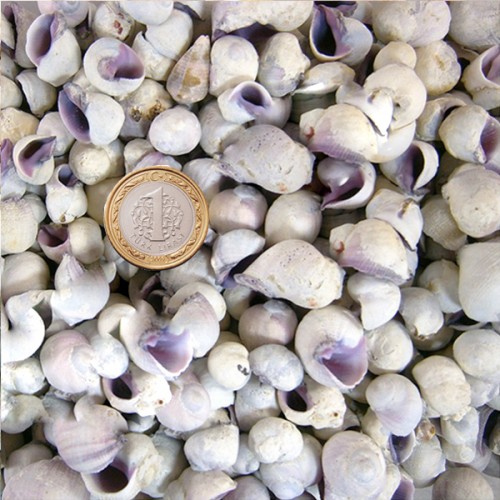 Cebu Beauty Kiloluk Deniz Kabuğu - 1 KG