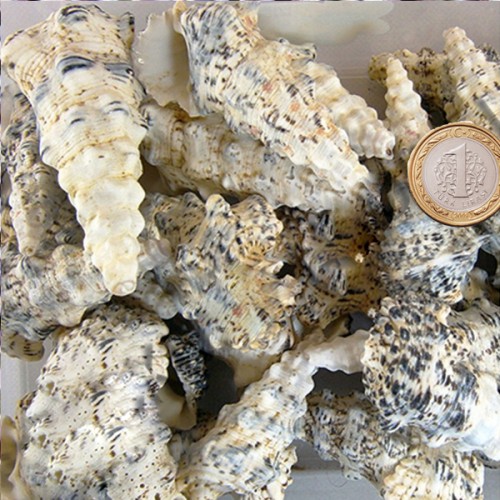 Cerıthıum Nodulosum Kiloluk Deniz Kabuğu - 1 KG