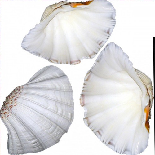 Chına Clam Kiloluk Deniz Kabuğu - 1 KG