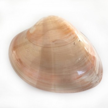 Chocolate Clam 4 İnç Kapaklı Chocolate Clam 4 İnç Kapaklı